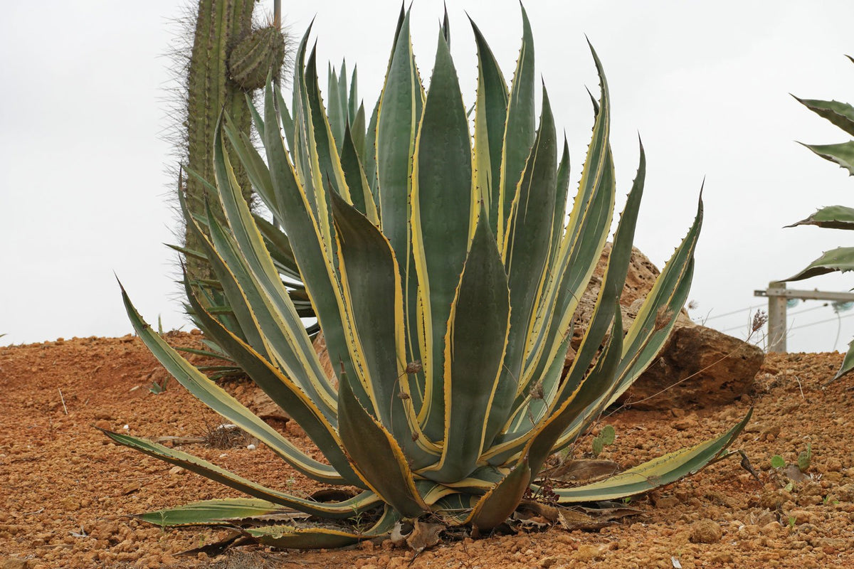 Agave & Yucca – ExoticPlants.ca