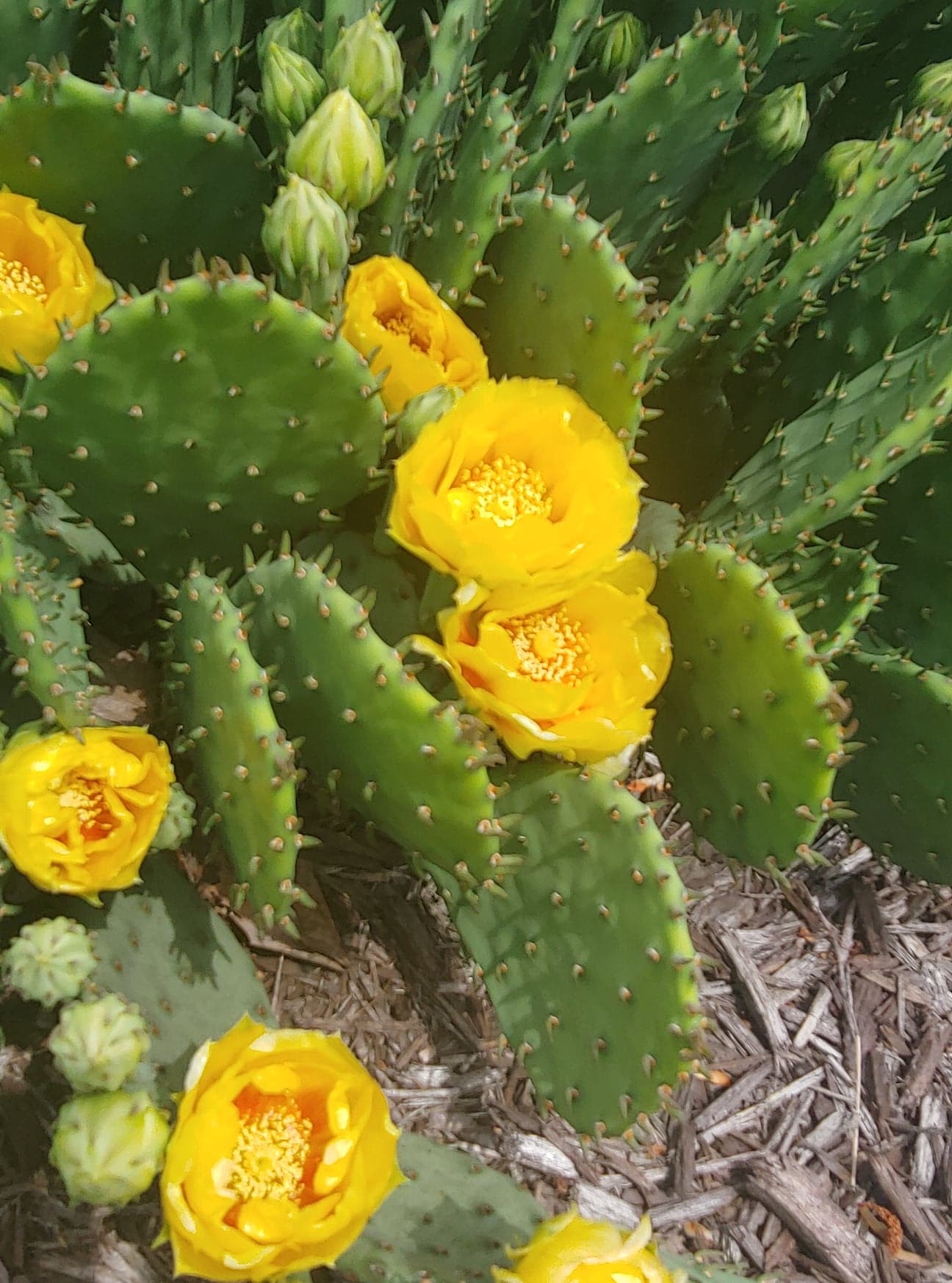 Prickly popular pear