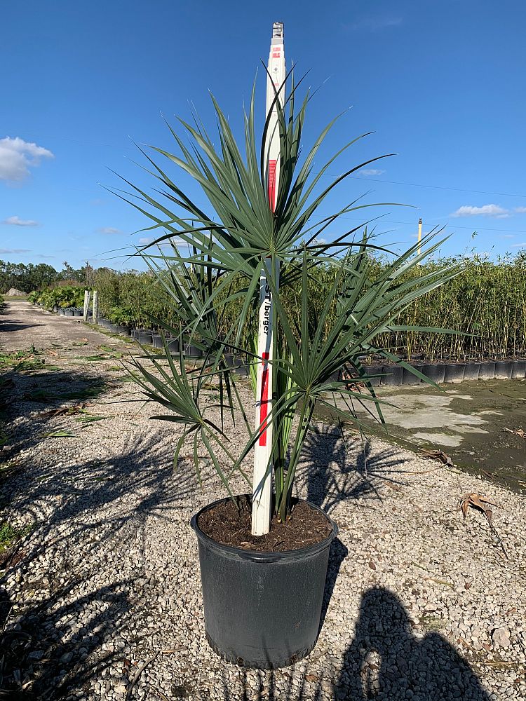 Sabal Palm Tree, Sabal Palmetto