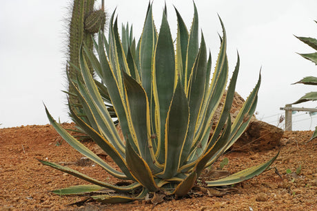 Agave & Yucca