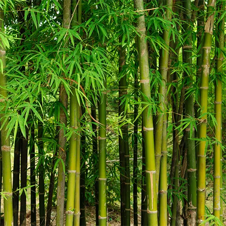 Bamboo & Ornamental Grass