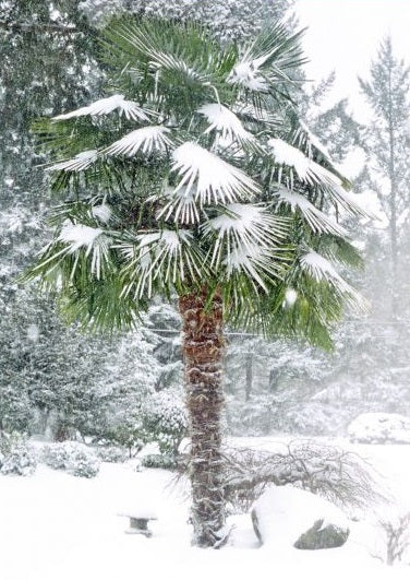 Cold Hardy Palm Trees