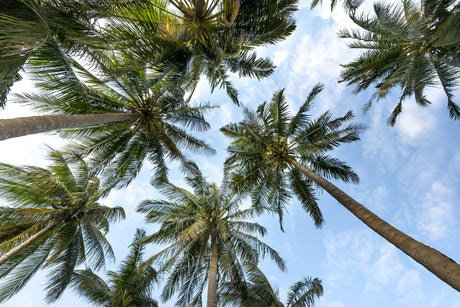 Tropical Palm Trees