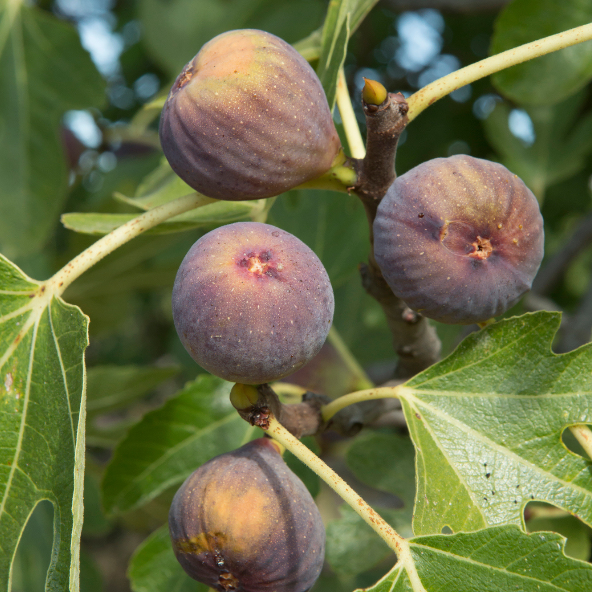 Olympian Fig (Ficus Carica 'Olympian')