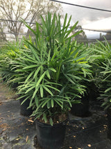 Lady Palm (Rhapis Excelsa) - Imported