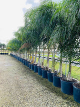 Queen Palm (Syagrus Romanzoffiana) - Imported