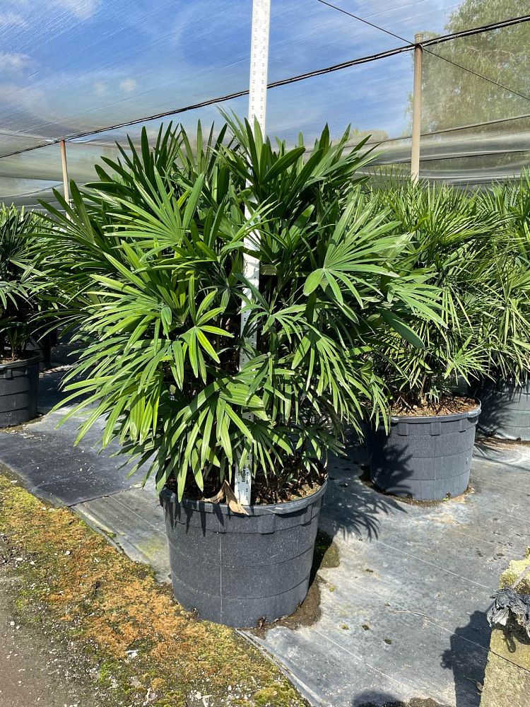 Finger Palm (Rhapis Multifida) - Imported