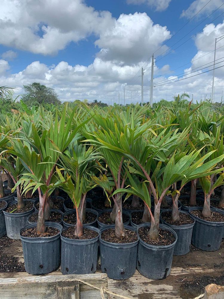 Bottle Palm (Hyophorbe Lagenicaulis) - Imported