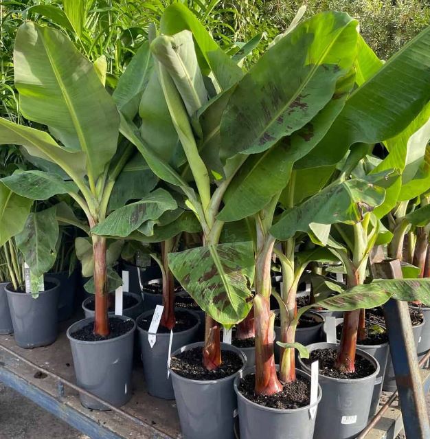 Dwarf Cavendish Banana (Musa Acuminata 'Dwarf Cavendish') - Imported