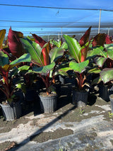 Red Abyssinian Banana (Ensete Ventricosum Maurelli)