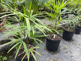 Finger Palm (Rhapis Multifida) - Imported