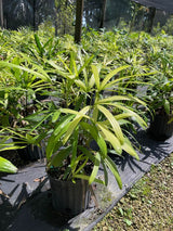 Lady Palm (Rhapis Excelsa) - Imported