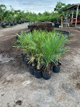 Spindle Palm (Hyophorbe Verschaffeltii) - Imported