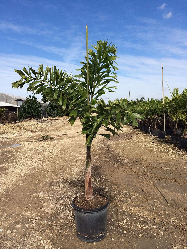 Foxtail Palm (Wodyetia Bifurcata) - Imported