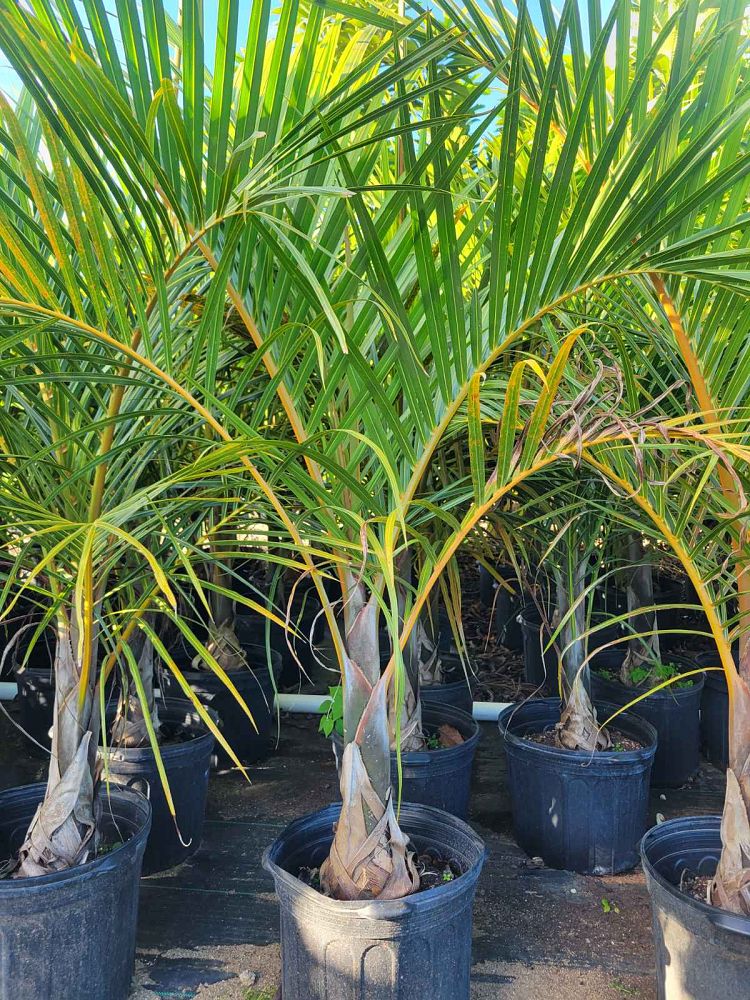 Spindle Palm (Hyophorbe Verschaffeltii) - Imported