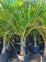 Spindle Palm (Hyophorbe Verschaffeltii) - Imported