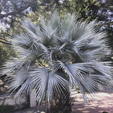 Blue Hesper Palm (Brahea Armata) - Imported