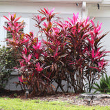 Cordyline 'Red Sister' - Imported