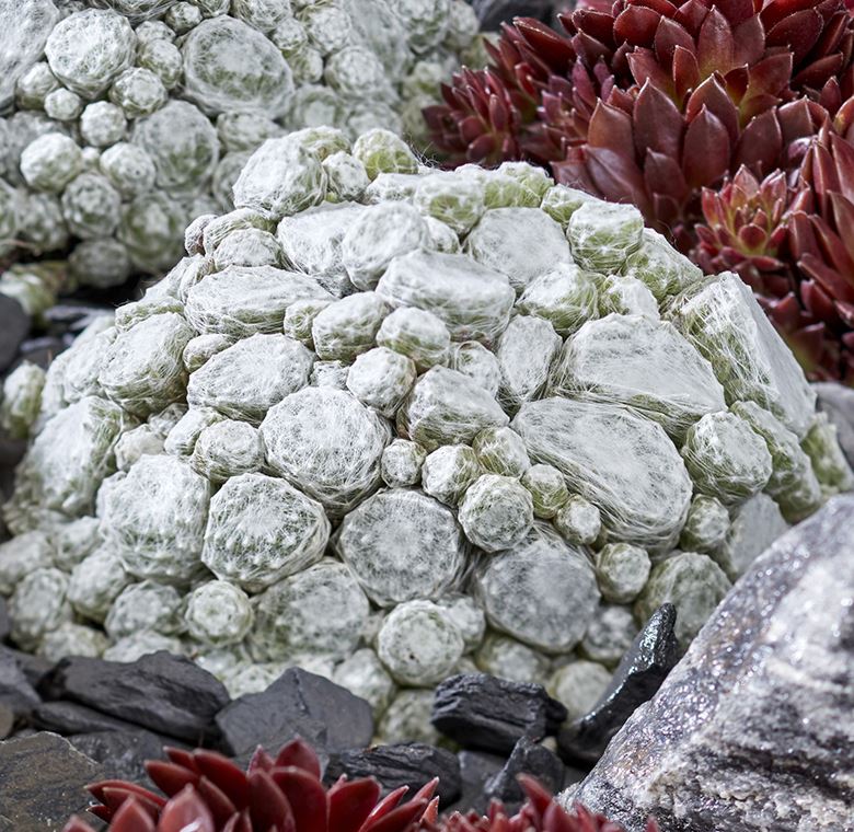 Sempervivum 'Arctic White'