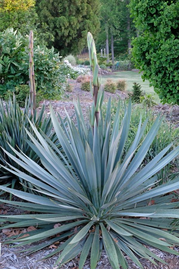 Adam's Needle 'Silver Anniversary' (Yucca Filamentosa x Pallida 'Silver Anniversary')