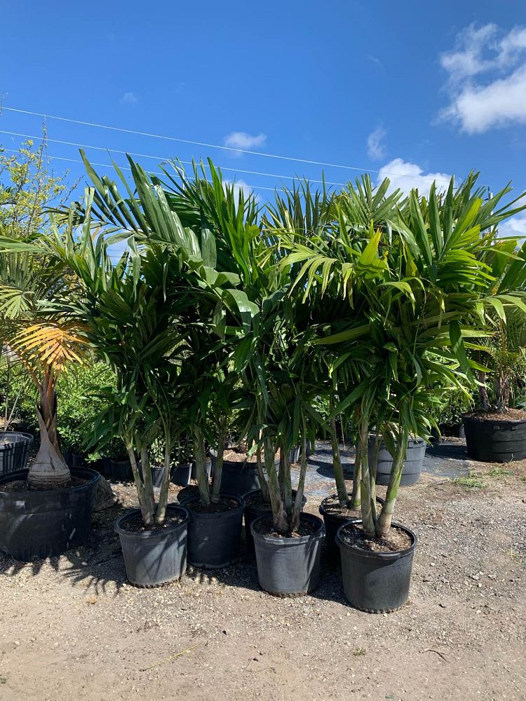 Alexander Palm (Ptychosperma Elegans) - Imported