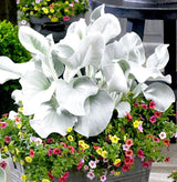 Angel Wings Senecio (Senecio Candicans 'Senaw')