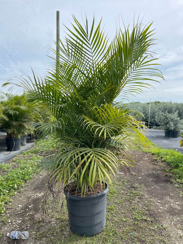 Areca Palm (Dypsis Lutescens) - Imported