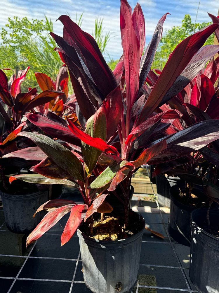 Cordyline 'Red Sister' - Imported