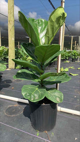 Fiddle Leaf Fig Tree (Ficus Lyrata)