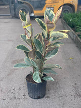 Variegated Indian Rubber Tree (Ficus Elastica 'Tineke')