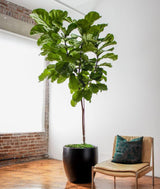 Fiddle Leaf Fig Tree (Ficus Lyrata)