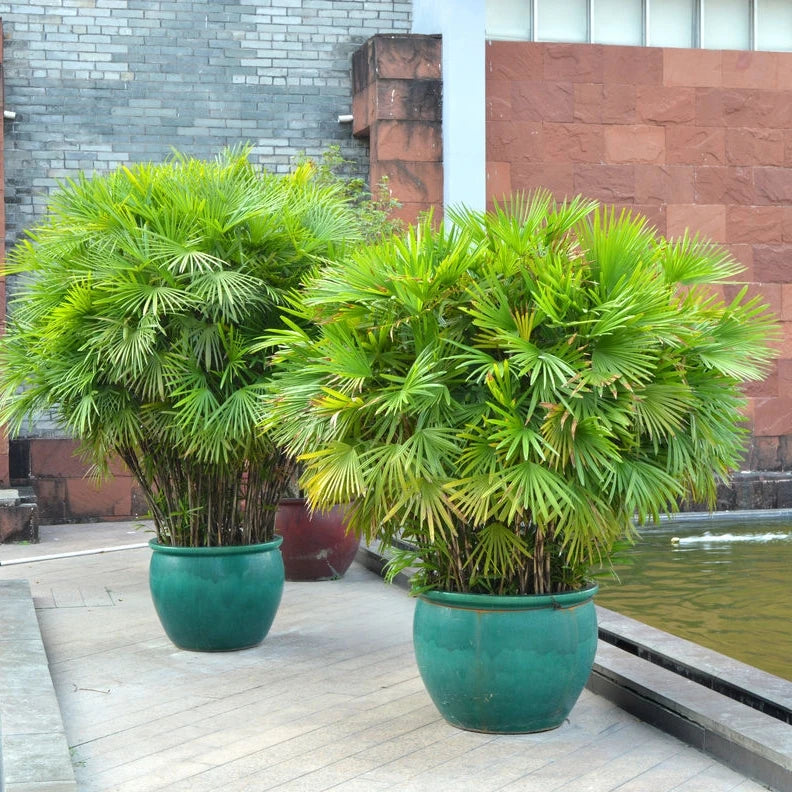 Finger Palm (Rhapis Multifida) - Imported