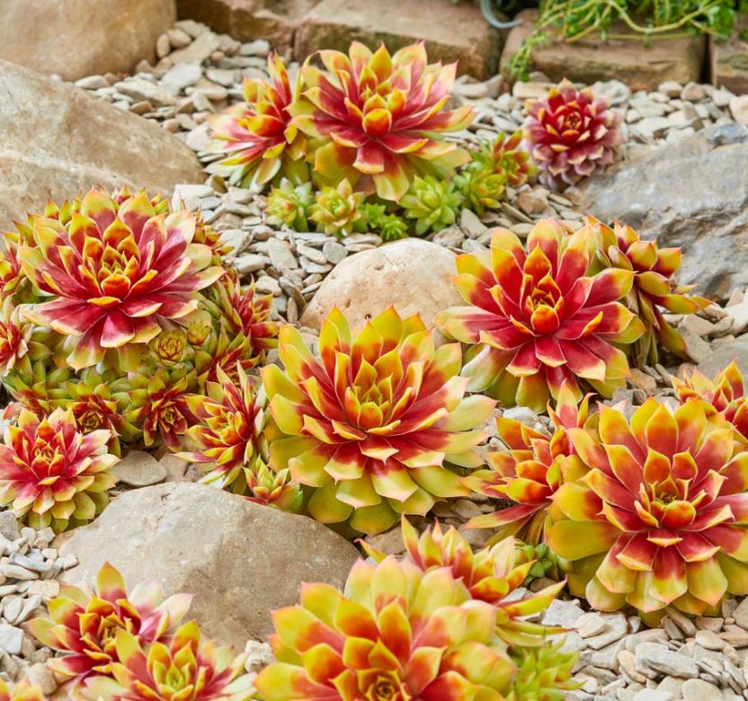 Sempervivum 'Gold Nugget'