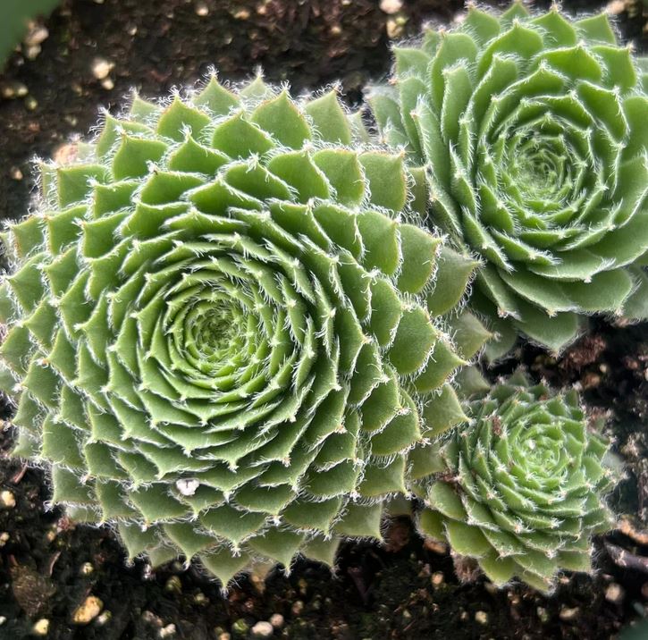 Sempervivum 'Green Wheel'