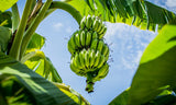 Lacatan Banana (Musa Acuminata x Musa Balbisiana 'Lacatan') - Imported