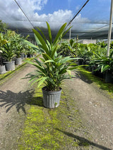 Lipstick Palm (Cyrtostachys Renda)