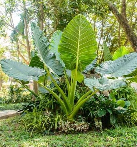 Colocasia Gigantea 'Thailand Giant'