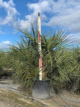 Pindo Palm (Butia Capitata) - Imported