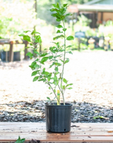 Grafted Key Lime (Citrus Aurantiifolia 'Key Lime')