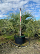 Pindo Palm (Butia Capitata) - Imported