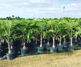 Bottle Palm (Hyophorbe Lagenicaulis) - Imported