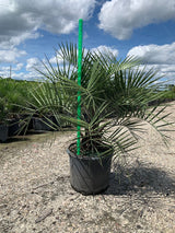 Pindo Palm (Butia Capitata) - Imported