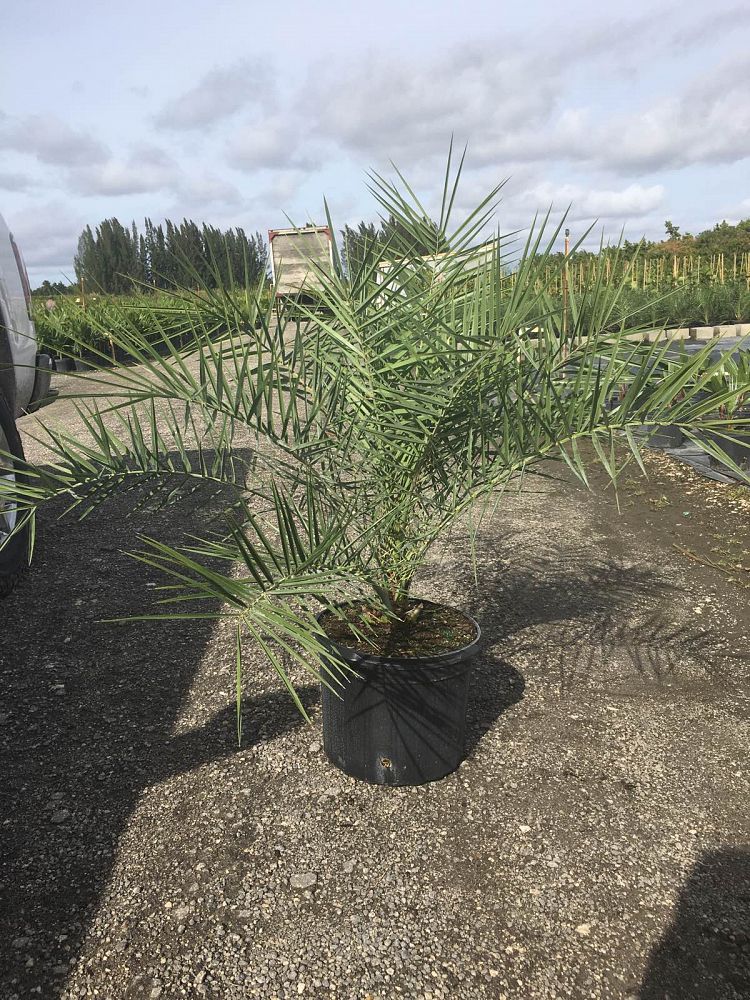 Sylvester Date Palm (Phoenix Sylvestris) - Imported