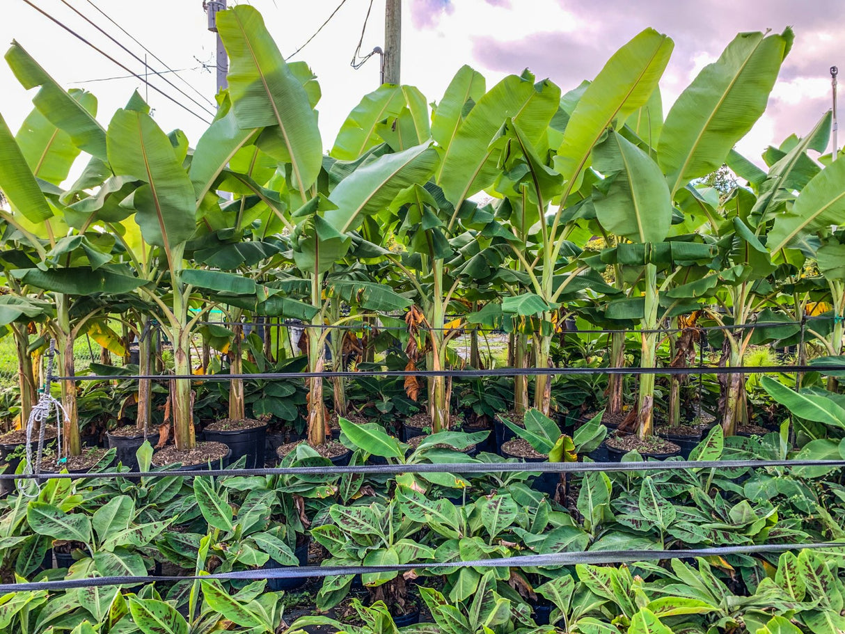 Lacatan Banana (Musa Acuminata x Musa Balbisiana 'Lacatan') - Imported