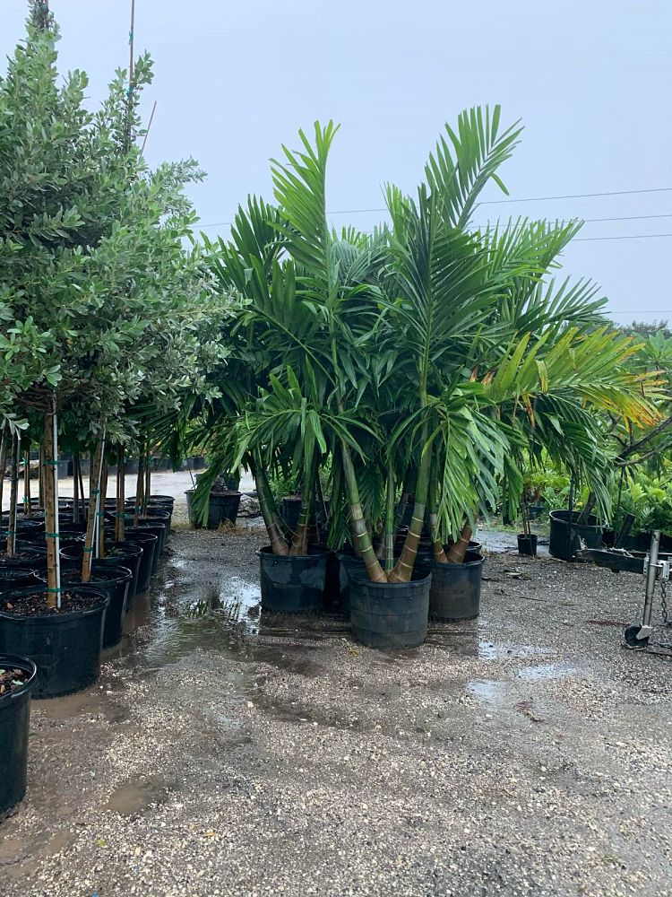 Alexander Palm (Ptychosperma Elegans) - Imported