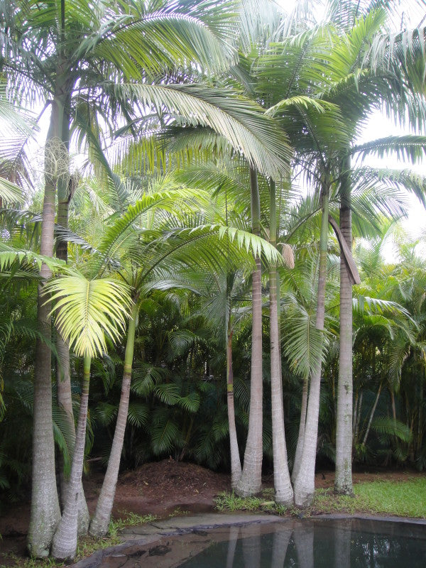 Alexander Palm (Ptychosperma Elegans) - Imported