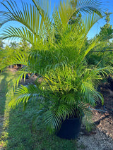 Areca Palm (Dypsis Lutescens) - Imported