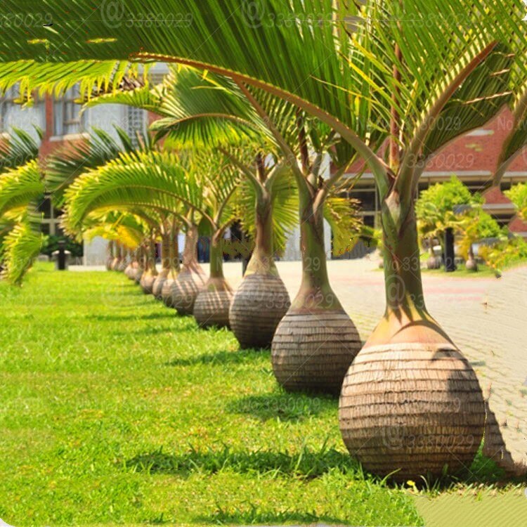 Bottle Palm (Hyophorbe Lagenicaulis) - Imported