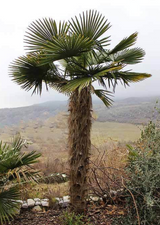 Bulgarian Windmill Palm (Trachycarpus Fortunei 'Bulgaria') - Imported