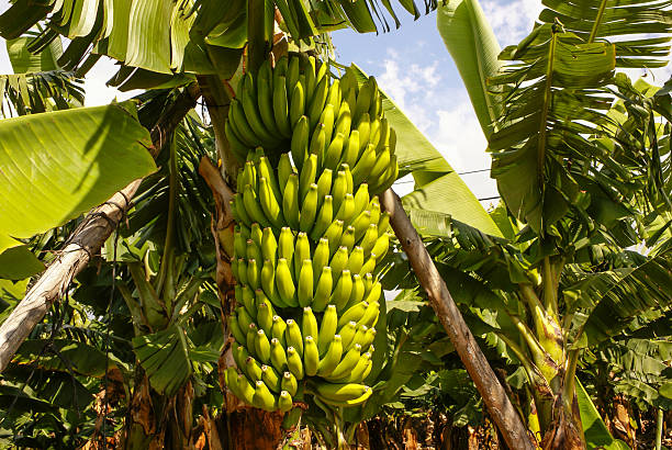 Dwarf Cavendish Banana (Musa Acuminata 'Dwarf Cavendish') - Imported